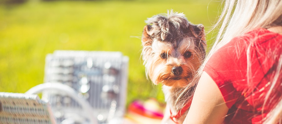 犬好き集まれ 週10時間~ペット×シェアエコ領域で開発をお任せ